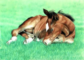 Sleepy Filly